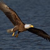 12SB1893 American Bald Eagle
